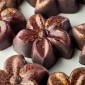 PAVONI PC CHOCOLATE MOULD PC5072